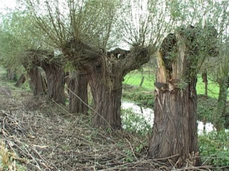 Moers : Kopfweiden am Moersbach